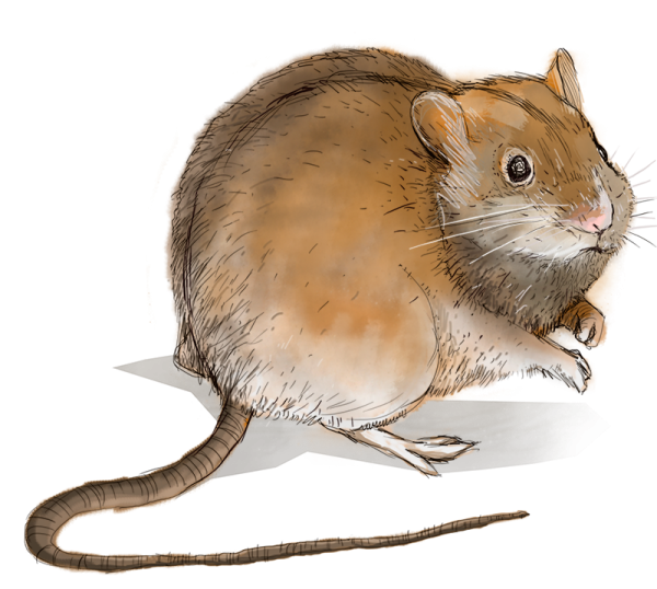 Мышь карандашом