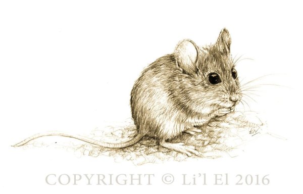 Мышь раскраска для детей