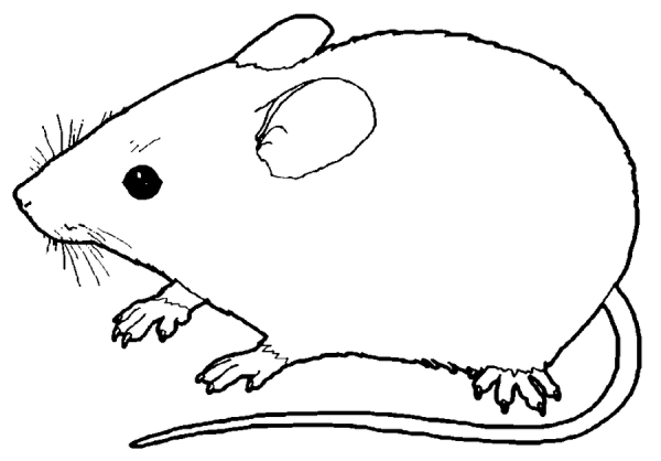 Мышь с черной полосой на спине