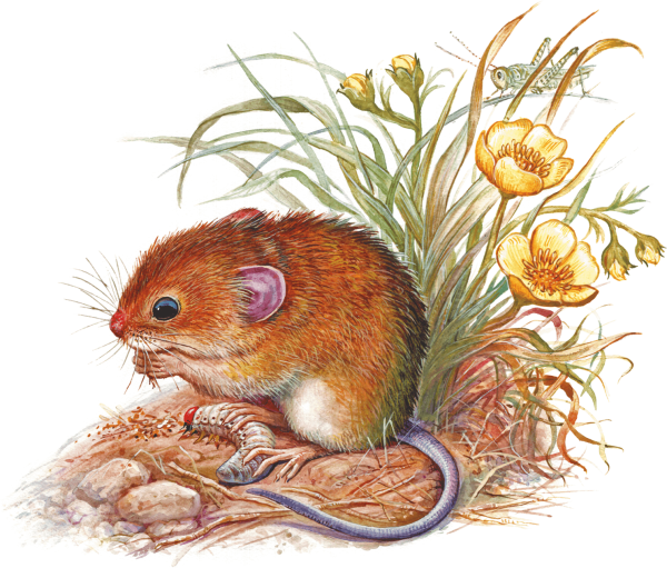 Полевая мышь Apodemus agrarius Pallas.