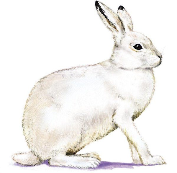 Заяц сидит мультяшный