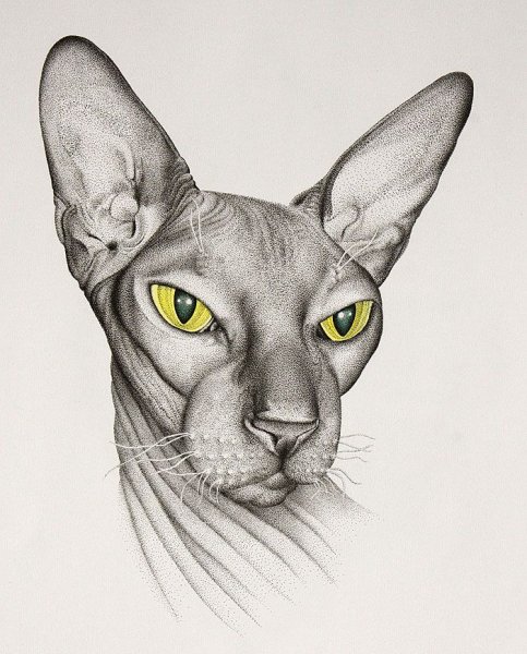 Сфинкс рисунок