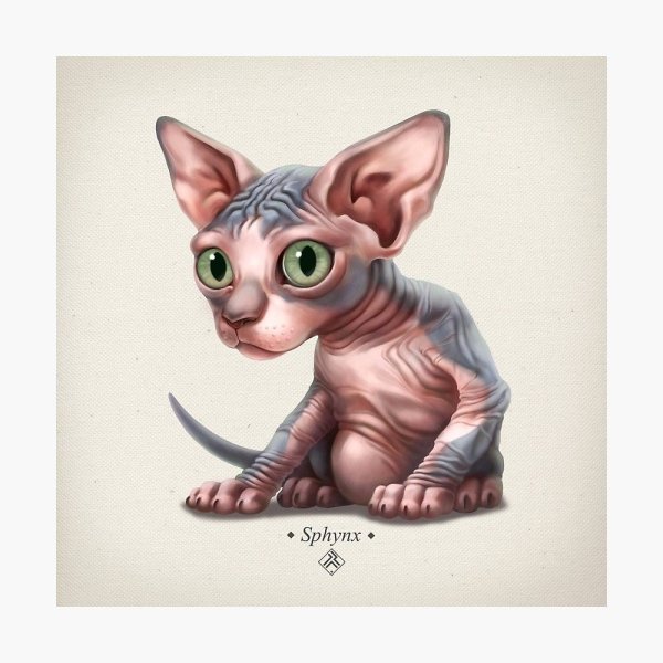 Кот сфинкс мультяшный