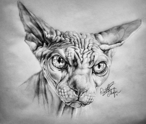 Сфинкс набросок