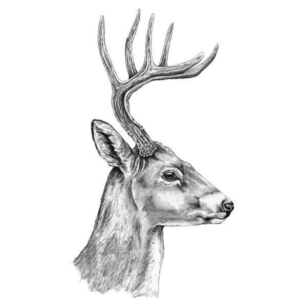 Олень в профиль