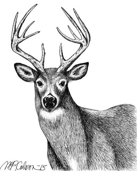 Олень рисунок