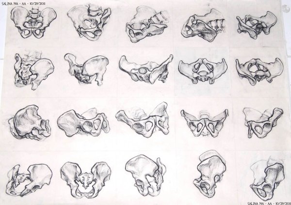 Тазовая кость референс