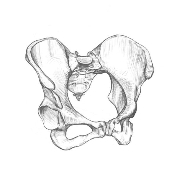 Таз рисунок анатомия