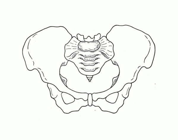 Кости таза трафарет