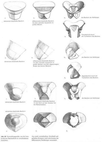 Таз анатомия Баммес