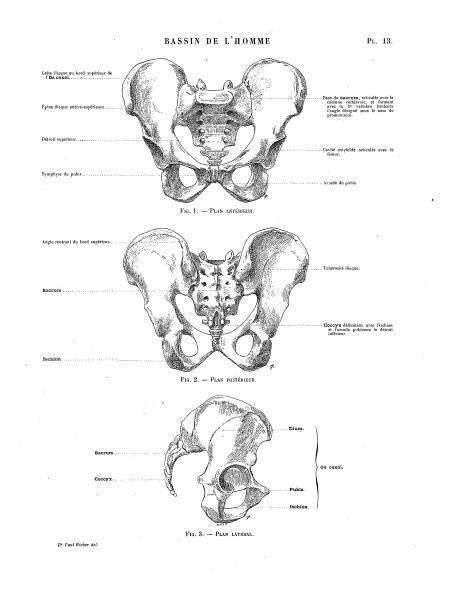 Кости таза Баммес