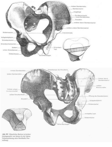 Тазовая кость пластическая анатомия