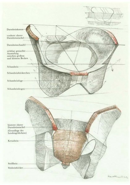 Баммес грудная клетка и таз