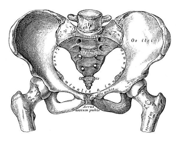 Женский таз тазовая кость