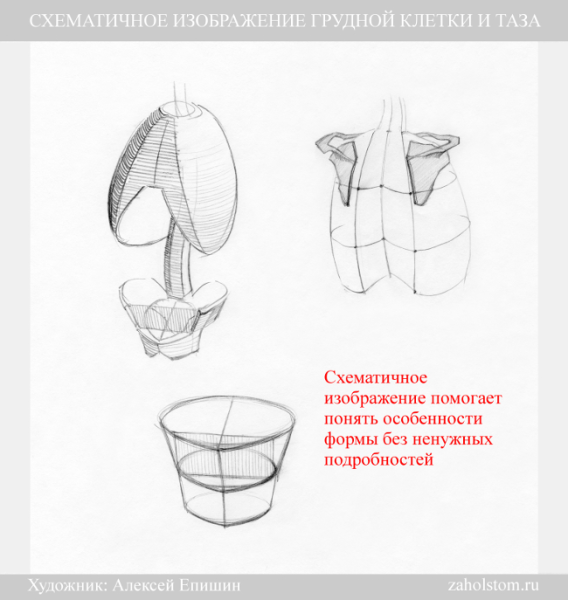 Таз Баммес схема