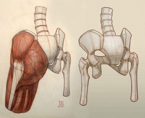 Таз анатомия Баммес
