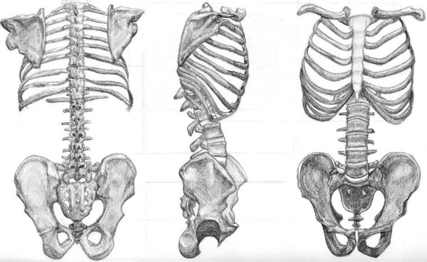 Позвоночник Баммес