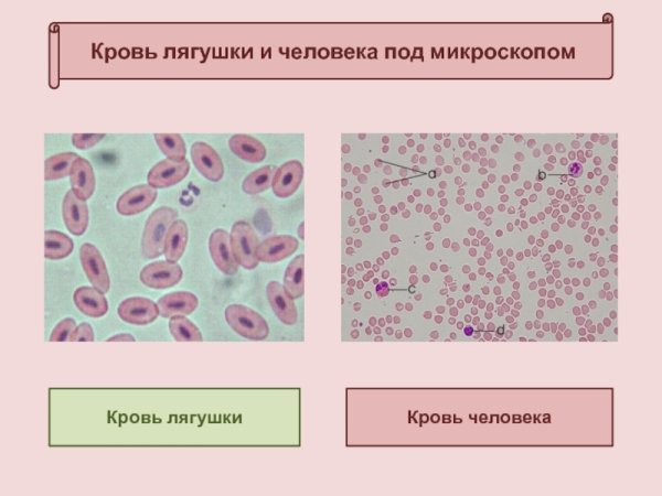 Строение эритроцита крови лягушки