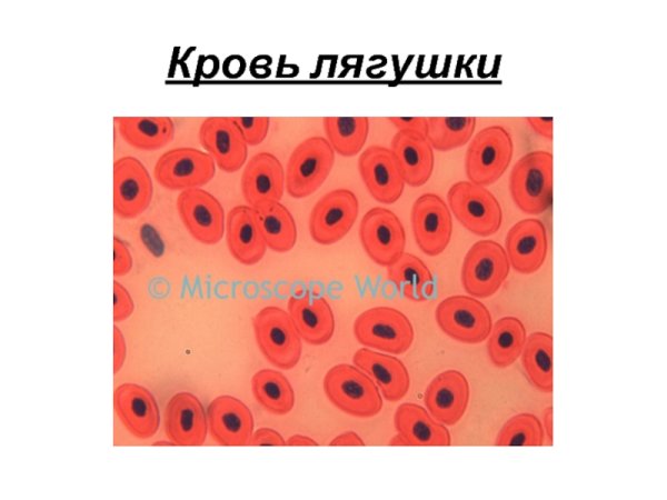 Микропрепарат крови лягушки