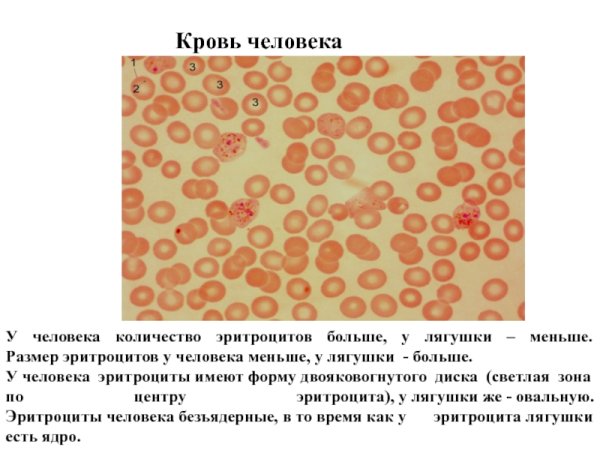 Микропрепарат крови лягушки