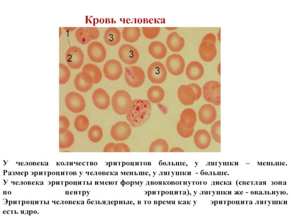 Форма эритроцитов в крови лягушки