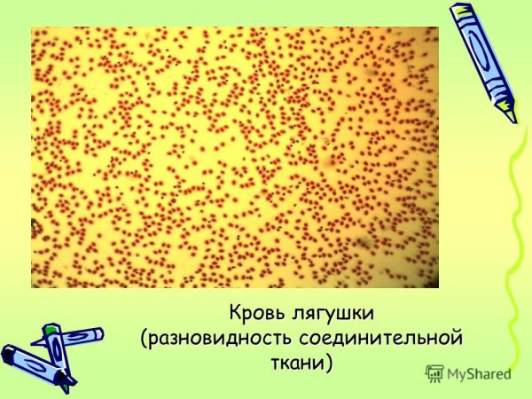 Кровь лягушки