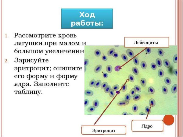 Лейкоциты в крови лягушки под микроскопом