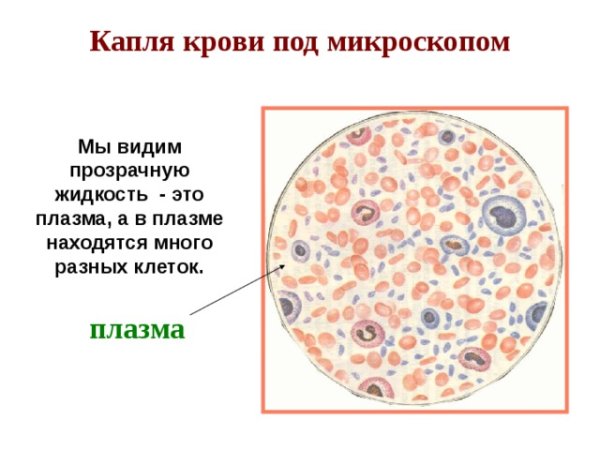 Клетки крови человека под микроскопом