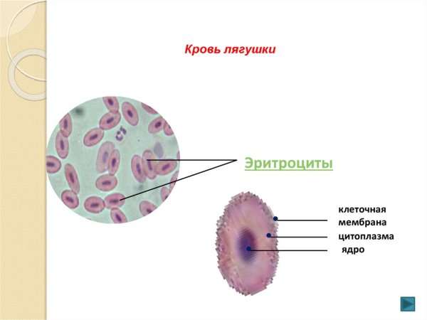 Микроскопическое строение крови