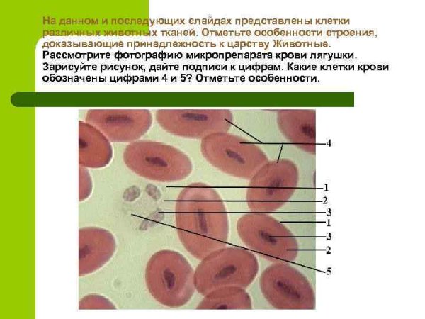 Микропрепарат крови лягушки строение