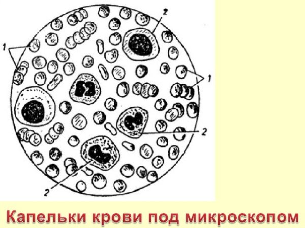 Строение крови лягушки под микроскопом