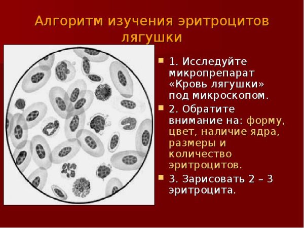 Клетки крови лягушки под микроскопом рисунок
