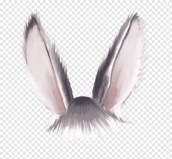 Уши зайца на белом фоне