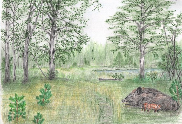 Тайга для детей рисование