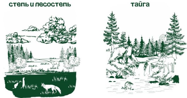 Тайга рисунок