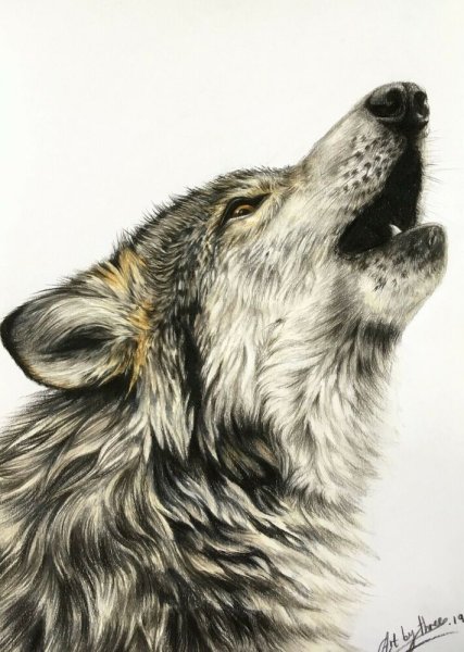 Воющий волк эскиз