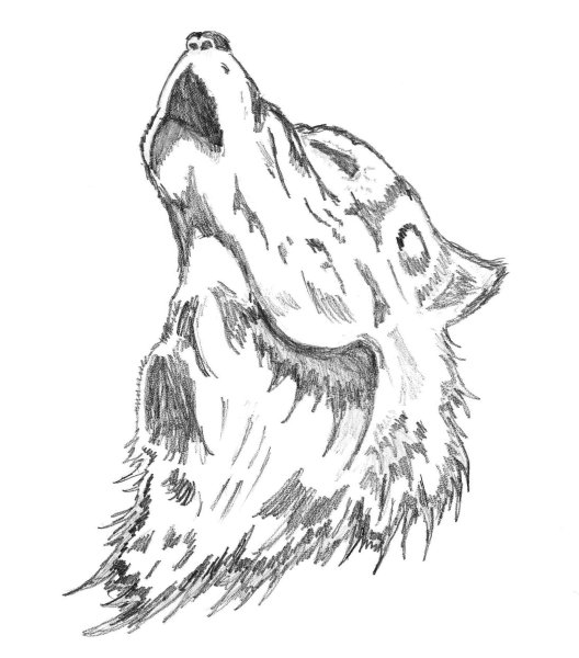 Волк рисунок