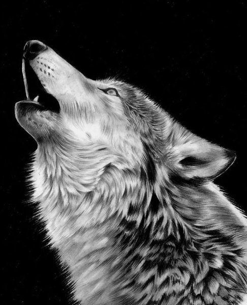 Воющий волк