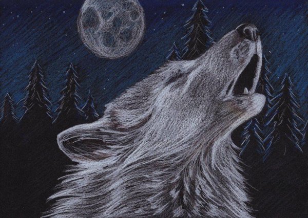 Волк воет на луну рисунок карандашом