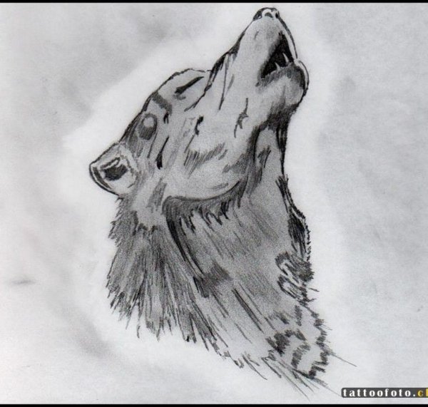 Воющий волки нарисованные карандашом