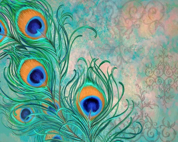 Перо павлина рисунок