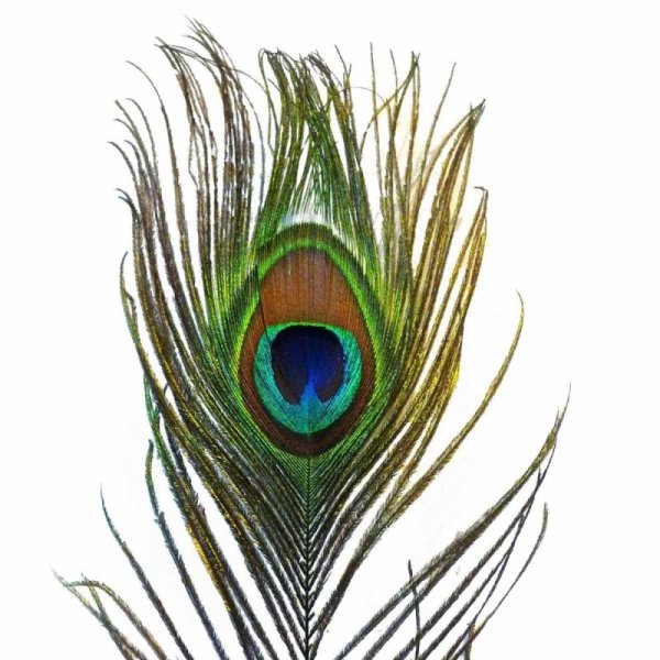 Инга Марита павлинье перо