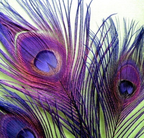 Перо павлина живопись