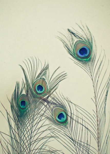 Зен арт перо павлина
