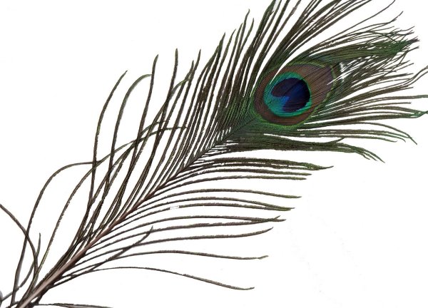 Перо павлина