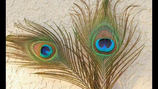 Перо павлина пастель