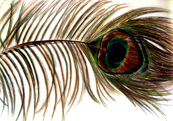 Павлинье перо рисунок карандашом