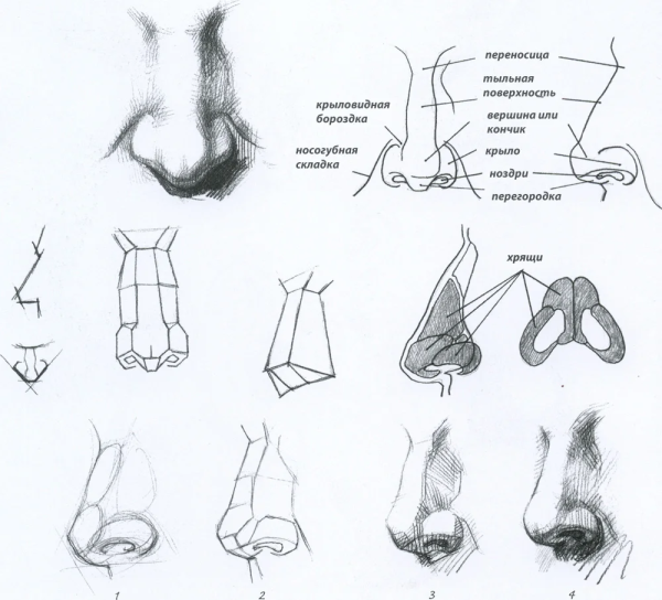 Готфрид Баммес анатомия носа