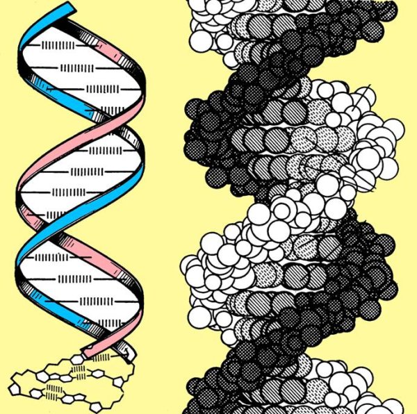 Двойная спираль молекулы ДНК