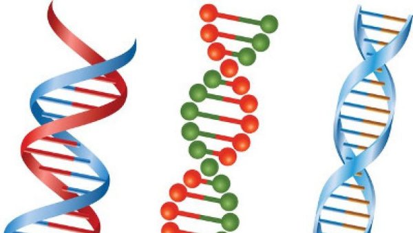 Изображение молекулы ДНК